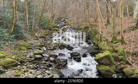 Die Birks of Aberfeldy Famous Walk entlang Moness Burn, wo Robert Burns 1787 sein schottisches Liebeslied schrieb. Touristenziel und natürliche Lage Stockfoto