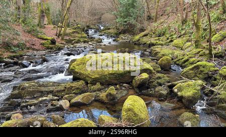 Die Birks of Aberfeldy Famous Walk entlang Moness Burn, wo Robert Burns 1787 sein schottisches Liebeslied schrieb. Touristenziel und natürliche Lage Stockfoto