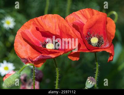 Roter Mohn oder Gemeiner Mohn, Maismohn, Maisrose, Feldmohn, flandermohn, auf lateinisch Papaver Rhoaes Stockfoto