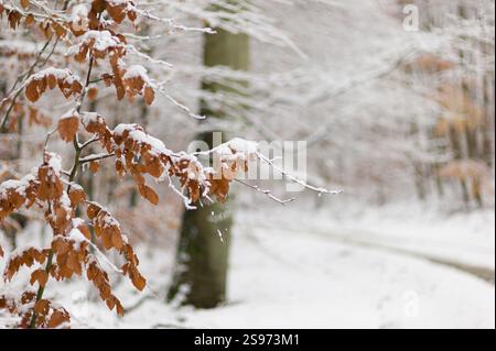 Schneebedeckte Herbstblätter auf Ästen mit schneebedecktem Hintergrund Stockfoto