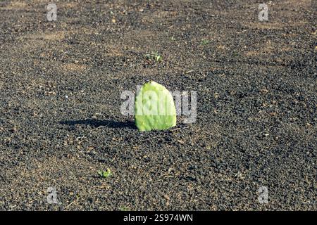 Grüne Kakteen, die auf einem Lapilli-Feld vulkanischer Böden wachsen Stockfoto