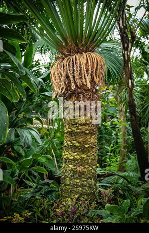 Eine hohe Palme mit braunem Stamm und grünen Blättern. Der Baum ist von anderen Pflanzen und Bäumen umgeben, was eine üppige und lebhafte Dschungelszene schafft Stockfoto