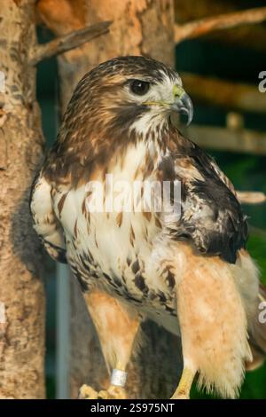 Ein brauner und weißer Vogel mit gelbem Schnabel steht auf einem Baumzweig. Der Vogel hat einen seltsamen Ausdruck im Gesicht Stockfoto