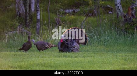 Tom truthahn stolpert an einem Maimorgen im Norden von Wisconsin für zwei Hühner. Stockfoto