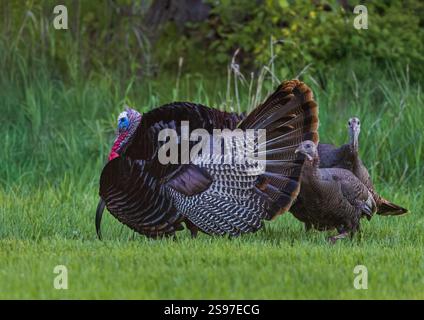 Tom truthahn stolpert an einem Maimorgen im Norden von Wisconsin für zwei Hühner. Stockfoto