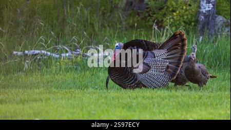 Tom truthahn stolpert an einem Maimorgen im Norden von Wisconsin für zwei Hühner. Stockfoto