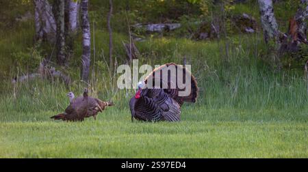 Tom truthahn stolpert an einem Maimorgen im Norden von Wisconsin für zwei Hühner. Stockfoto