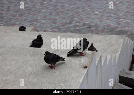 Graue (graue) und schwarze Tauben auf Betonstufen Stockfoto