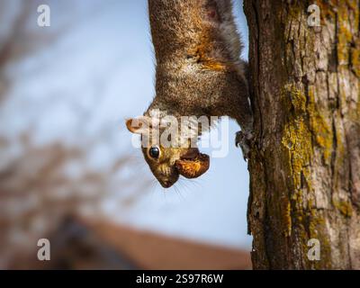 Das östliche Grauhörnchen (Sciurus carolinensis) hängt kopfüber auf einem Baumstamm mit einer Nuss im Mund, Hamilton, Ontario, Kanada. Stockfoto