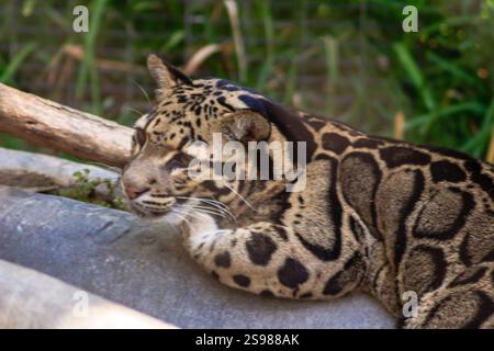 Ein Tiger liegt auf einem Baumstamm in einem Zoogehege. Der Tiger ist zusammengerollt und er ruht sich aus Stockfoto