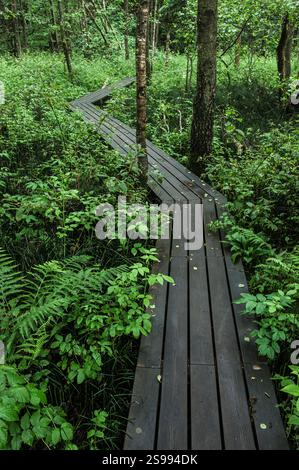 Eine verwinkelte Holzpromenade führt durch einen lebendigen grünen Wald in Schweden, umgeben von üppigem Laub und Bäumen. Es lädt Wanderer ein, den Ser zu erkunden Stockfoto