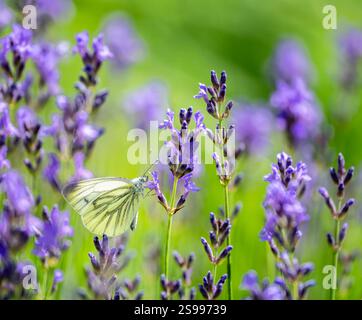 Makro eines Weißkohl-Schmetterlings auf einer violetten Salbeiblume Stockfoto