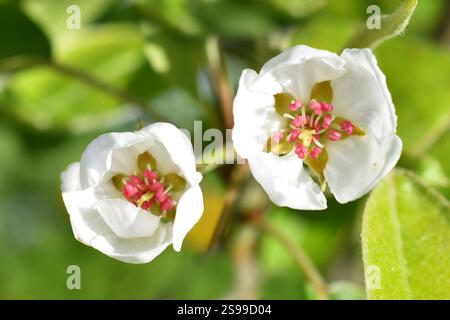Weiße Blüten auf einem Birnenbaum Pyrus communis im Frühjahr Stockfoto