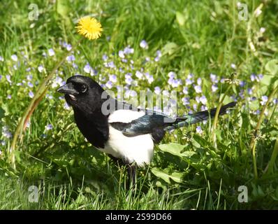 Gemeine schwarz-weiße Vogelelde Pica Pica, die auf einem Blumenfeld sitzt Stockfoto