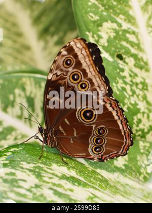 Der gewöhnliche blaue Schmetterling Morpho peleides Flügel unter den Augentöpfen Stockfoto