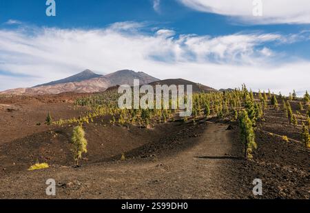 Ausgedehnte vulkanische Ebene mit jungen Kiefern, schwarzem Boden und fernen Bergen unter einem hellblauen Himmel mit verstreuten Wolken. Teneriffa. Park de Stockfoto