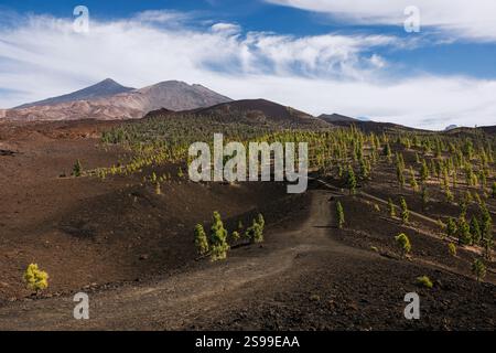 Ausgedehnte vulkanische Ebene mit jungen Kiefern, schwarzem Boden und fernen Bergen unter einem hellblauen Himmel mit verstreuten Wolken. Teneriffa Stockfoto