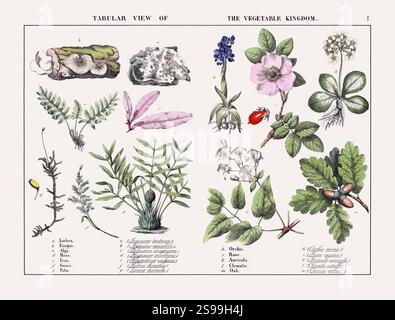 Antike botanische Illustration. Detailgetreuer handkolorierter Kupferstich aus einem britischen Botanischen Vintage-Buch, um 1858. Stockfoto