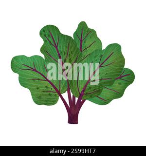 Rote Bete Blätter, handgemachte digitale Illustration, hervorgehoben auf weißem Hintergrund. Ein Element für Verpackungen und Küchenaccessoires. Stockfoto