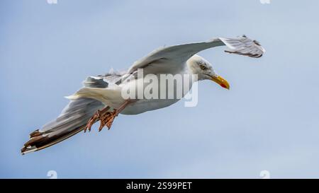 Möwe im Flug, die über ihre Schulter schaut Stockfoto