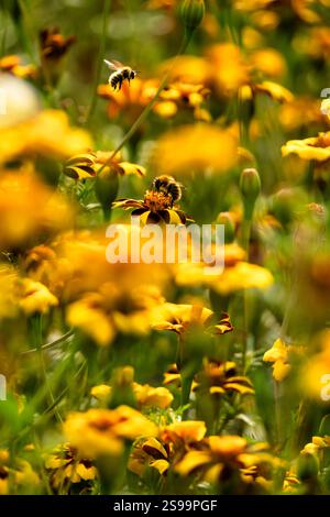 Hummeln bestäuben in einem Sommergarten lebendig gestreifte französische Ringelblumen Stockfoto