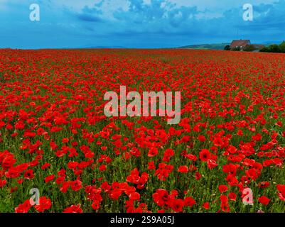 Aus der Vogelperspektive das lebhafte Mohnfeld mit roten Blumen unter einem ruhigen Himmel, Neugartheim-Ittlenheim, Frankreich. Stockfoto