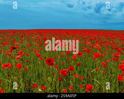 Aus der Vogelperspektive das lebhafte Mohnfeld mit roten Blumen unter einem ruhigen Himmel, Neugartheim-Ittlenheim, Frankreich. Stockfoto