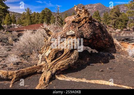 Ein großer Baumstamm liegt auf dem Boden in einer Wüste. Der Stamm ist braun und hat eine raue Textur. Die Szene ist desolat und unfruchtbar, ohne andere tr Stockfoto