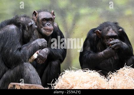 25. Januar 2025, Dvur Kralove nad Labem, Tschechische Republik: Die Schimpansen frühstücken im Safari Park Dvur Kralove nad Labem in Tschechien. Schimpansen sind gleichermaßen die engsten lebenden Verwandten der Menschheit. Als solche gehören sie zu den größten und intelligentesten Primaten. (Kreditbild: © Slavek Ruta/ZUMA Press Wire) NUR REDAKTIONELLE VERWENDUNG! Nicht für kommerzielle ZWECKE! Stockfoto