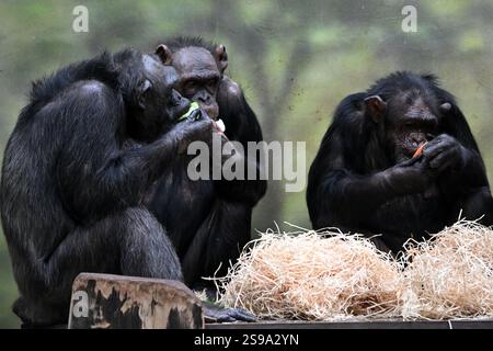 25. Januar 2025, Dvur Kralove nad Labem, Tschechische Republik: Die Schimpansen frühstücken im Safari Park Dvur Kralove nad Labem in Tschechien. Schimpansen sind gleichermaßen die engsten lebenden Verwandten der Menschheit. Als solche gehören sie zu den größten und intelligentesten Primaten. (Kreditbild: © Slavek Ruta/ZUMA Press Wire) NUR REDAKTIONELLE VERWENDUNG! Nicht für kommerzielle ZWECKE! Stockfoto