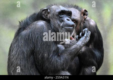 25. Januar 2025, Dvur Kralove nad Labem, Tschechische Republik: Die Schimpansen frühstücken im Safari Park Dvur Kralove nad Labem in Tschechien. Schimpansen sind gleichermaßen die engsten lebenden Verwandten der Menschheit. Als solche gehören sie zu den größten und intelligentesten Primaten. (Kreditbild: © Slavek Ruta/ZUMA Press Wire) NUR REDAKTIONELLE VERWENDUNG! Nicht für kommerzielle ZWECKE! Stockfoto
