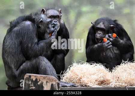 25. Januar 2025, Dvur Kralove nad Labem, Tschechische Republik: Die Schimpansen frühstücken im Safari Park Dvur Kralove nad Labem in Tschechien. Schimpansen sind gleichermaßen die engsten lebenden Verwandten der Menschheit. Als solche gehören sie zu den größten und intelligentesten Primaten. (Kreditbild: © Slavek Ruta/ZUMA Press Wire) NUR REDAKTIONELLE VERWENDUNG! Nicht für kommerzielle ZWECKE! Stockfoto