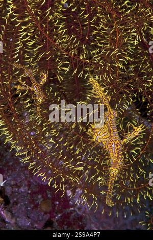 Paar Harlequin Geisterpfeifenfische (Solenostomus paradoxus) Harlequin Geisterpfeifenfische Geisterpfeifenfische links kleines männliches Exemplar rechts größeres weibliches Exemplar Stockfoto
