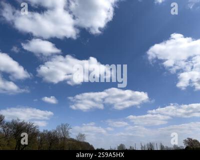 Altocumulus weiße Wolken vor blauem Himmel, unter Baumkronen im Frühjahr, Deutschland, Europa Stockfoto