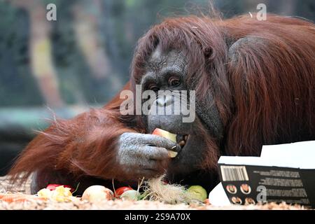 25. Januar 2025: Dvur Kralove nad Labem, Tschechische Republik: Weibliche Bornean-Orang-Utan (Pongo pygmaeus) namens Zaneta spielt in ihrem Gehege im Safari Park Dvur Kralove in Tschechien. Wie andere Menschenaffen sind auch die Borneanischen Orang-Utans hochintelligent und zeigen den Einsatz von Werkzeugen und unterschiedliche kulturelle Muster in der Wildnis. Orang-Utans teilen etwa 97 % ihrer DNA mit Menschen. (Kreditbild: © Slavek Ruta/ZUMA Press Wire) NUR REDAKTIONELLE VERWENDUNG! Nicht für kommerzielle ZWECKE! Stockfoto