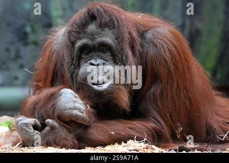 25. Januar 2025: Dvur Kralove nad Labem, Tschechische Republik: Weibliche Bornean-Orang-Utan (Pongo pygmaeus) namens Zaneta spielt in ihrem Gehege im Safari Park Dvur Kralove in Tschechien. Wie andere Menschenaffen sind auch die Borneanischen Orang-Utans hochintelligent und zeigen den Einsatz von Werkzeugen und unterschiedliche kulturelle Muster in der Wildnis. Orang-Utans teilen etwa 97 % ihrer DNA mit Menschen. (Kreditbild: © Slavek Ruta/ZUMA Press Wire) NUR REDAKTIONELLE VERWENDUNG! Nicht für kommerzielle ZWECKE! Stockfoto