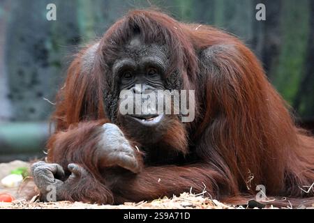 25. Januar 2025: Dvur Kralove nad Labem, Tschechische Republik: Weibliche Bornean-Orang-Utan (Pongo pygmaeus) namens Zaneta spielt in ihrem Gehege im Safari Park Dvur Kralove in Tschechien. Wie andere Menschenaffen sind auch die Borneanischen Orang-Utans hochintelligent und zeigen den Einsatz von Werkzeugen und unterschiedliche kulturelle Muster in der Wildnis. Orang-Utans teilen etwa 97 % ihrer DNA mit Menschen. (Kreditbild: © Slavek Ruta/ZUMA Press Wire) NUR REDAKTIONELLE VERWENDUNG! Nicht für kommerzielle ZWECKE! Stockfoto