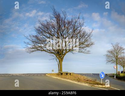 Landschaft mit einem einzigen großen Baum in der Mitte der asphaltierten Kreuzung am Horizont Stockfoto