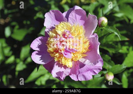 Großer, schöner rosafarbener Pionier. Sonnenlicht Stockfoto