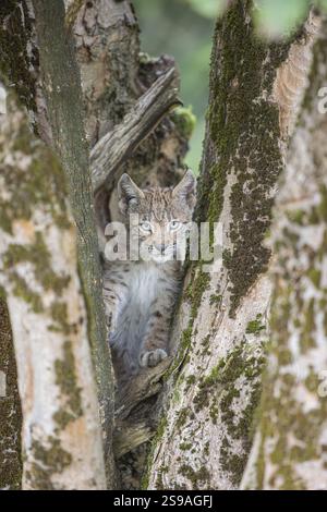 Ein junger (10 Wochen alter) männlicher Eurasischer Luchs (Lynx Luchs), der in einem gespaltenen Baum klettert Stockfoto