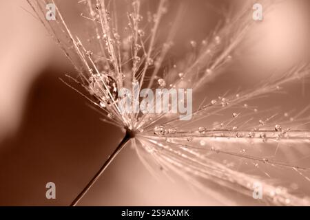 Samen der Löwenzahnblume mit Wassertropfen auf verschwommenem Hintergrund, Makroansicht. Getönt in trendiger Farbe von 2025 Jahren - Mokka-Mousse Stockfoto