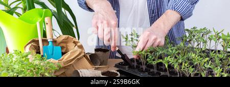 Ein Mann pflanzt junge Tomaten- und Paprikensetzlinge in Öko-Töpfe um, pflanzt Setzlinge aus Plastikbehältern in Torftöpfe, Prepa Stockfoto