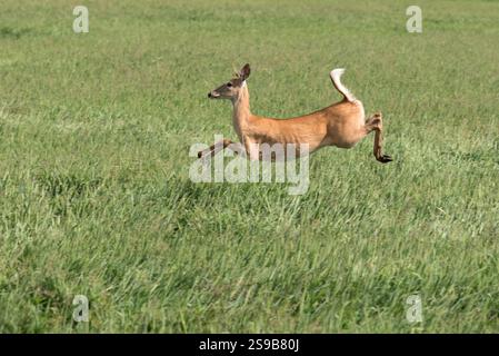Weißwedelhirsche im Wallowa Valley in Oregon. Stockfoto