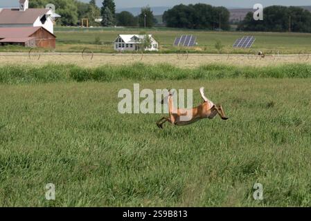 Weißwedelhirsche im Wallowa Valley in Oregon. Stockfoto