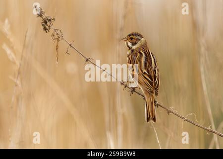 Gemeine Schilfffahne - Emberiza schoeniclus passerine Vogel in Emberizidae, brütet in ganz Europa, die meisten Vögel ziehen im Winter nach Süden, sitzen im Rind Stockfoto