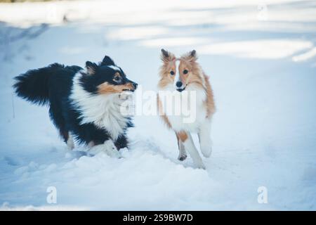 Shetland Sheepdogs spielen im Schnee Stockfoto