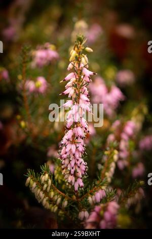 Natürliches Nahaufnahme blühendes Pflanzenporträt der hübschen Erica x Darleyensis „Archie Graham“. Aufmerksamkeit erregend, schön, blühend, rot, kühl, Stockfoto