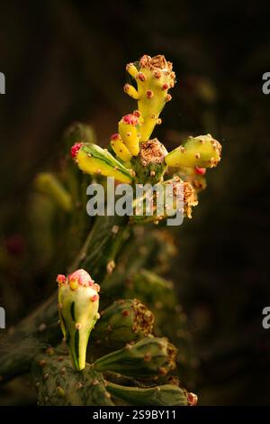 Natürliche Nahaufnahme Pflanzenporträt der faszinierenden Opuntia monacantha var variegata, Variegated Joseph's Coat, Variegated Eltham Indian Fig. Legitim Stockfoto