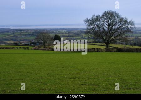 Einsamer Baum über dem Bristol-Kanal. Mit abgelegenem Bauernhaus in der Ferne. Üppig grüne Wiese. Stockfoto