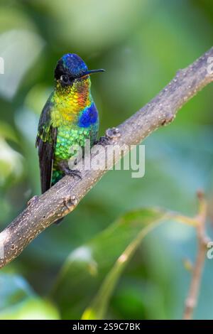 Costa Rica, Talamanca Mountains, Savegre. Kolibri (Panterpe insignis) Stockfoto